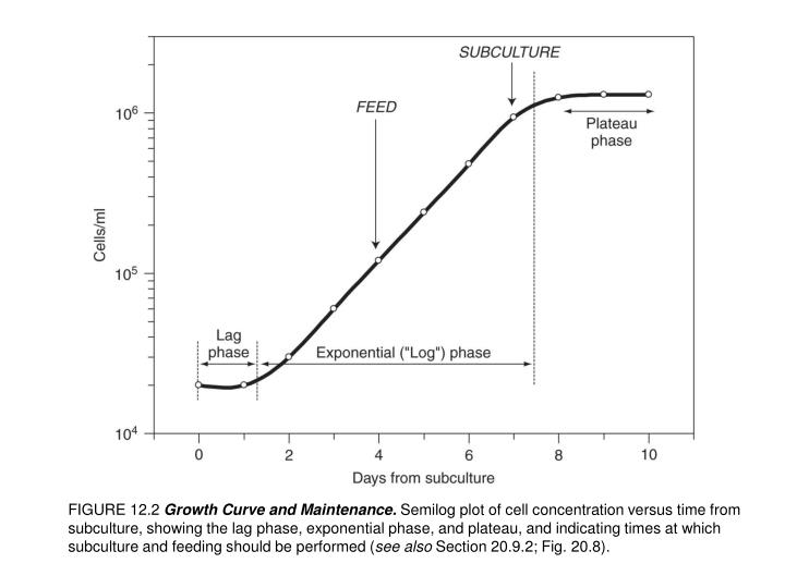ppt figure 12 2 growth curve and maintenance semilog plot of cell