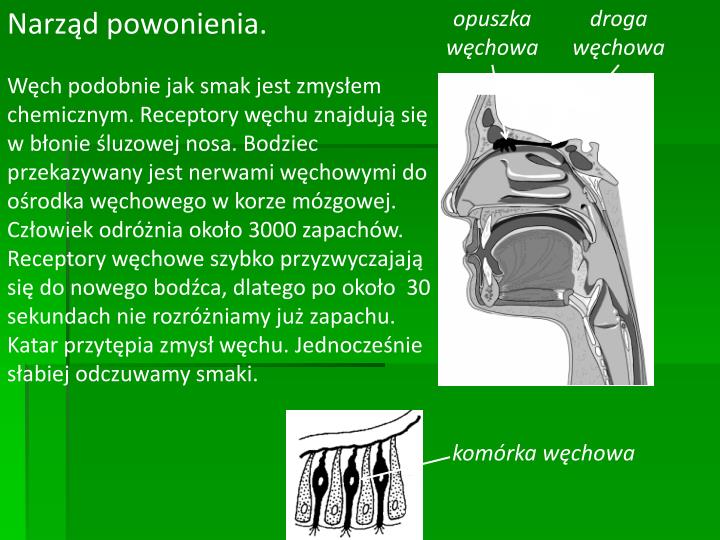 Receptory Węchu Znajdują Się W PPT - Zmysły Człowieka: PowerPoint Presentation - ID:3888541