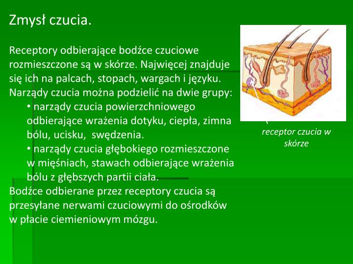 Skóra Umożliwia Odczuwanie Dotyku Ciepła Zimna Bólu PPT - Zmysły Człowieka: PowerPoint Presentation - ID:3888541