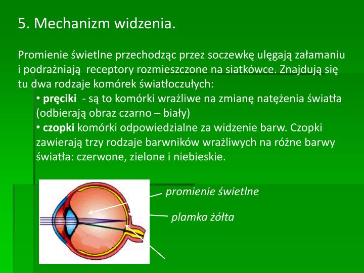Pręciki I Czopki To Komórki światłoczułe Które Znajdują Się W PPT - Zmysły Człowieka: PowerPoint Presentation - ID:3888541