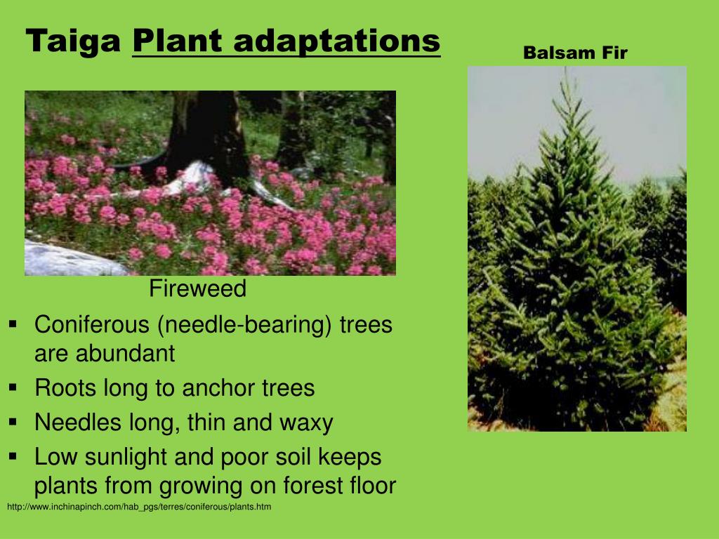 Taiga Plant Adaptations