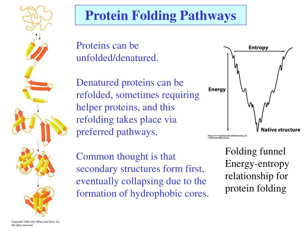 Protein Folding Funnel 