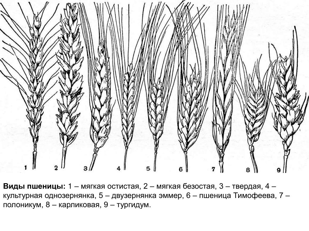 Какой тип системы у пшеницы