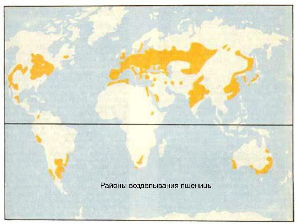 Карта расти. Районы возделывания пшеницы в мире. Ареалы выращивания пшеницы в мире. Карта произрастания пшеницы в мире.
