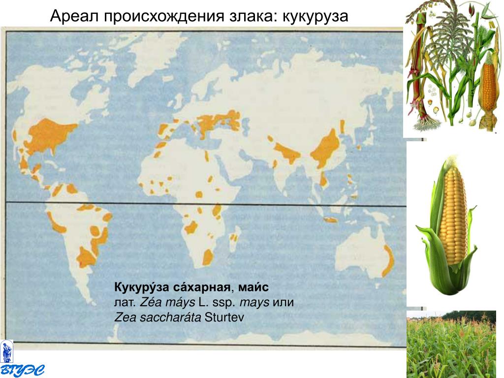 Сахарный тростник районы выращивания. Ареал распространения кукурузы в мире. Районы распространения кукурузы в России на карте. Районы возделывания пшеницы в мире. Основные районы выращивания пшеницы кукурузы риса в мире.