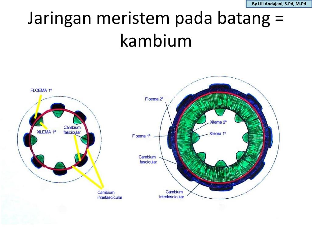 PPT SISTEM DALAM TUBUH TUMBUHAN PowerPoint Presentation, free