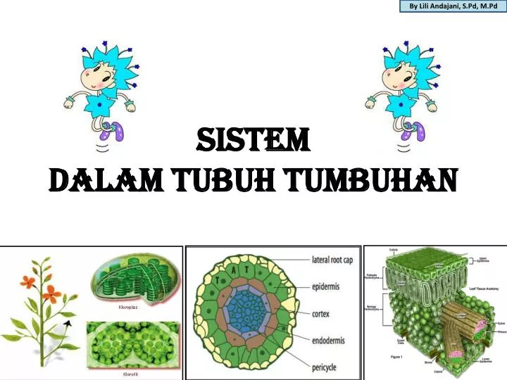 Struktur Dan  Fungsi Jaringan  Tumbuhan  Ppt  Berbagai Struktur