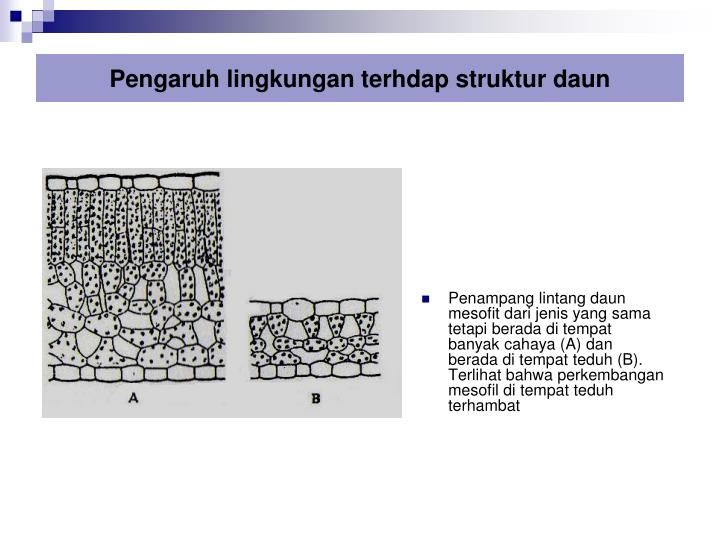 PPT - STRUKTUR DAUN PowerPoint Presentation - ID:3892860