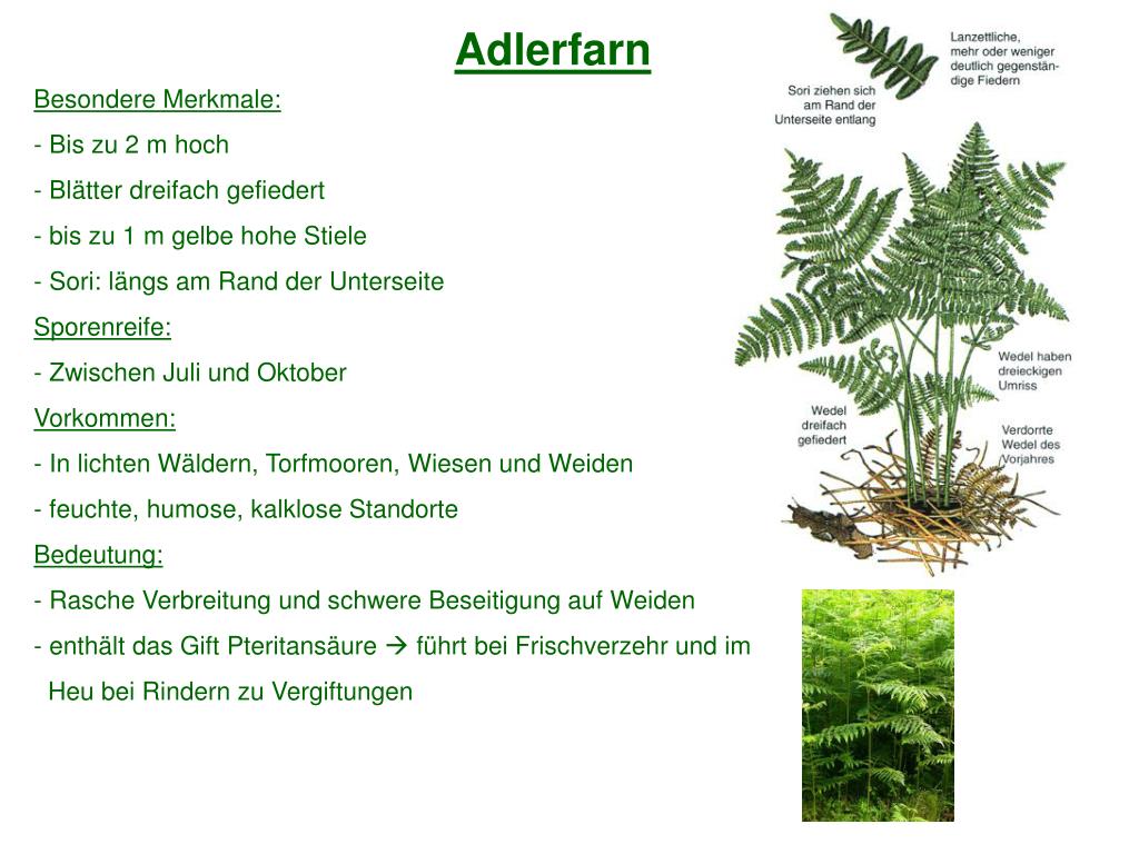 PPT Die Farne des Waldes PowerPoint Presentation, free download ID