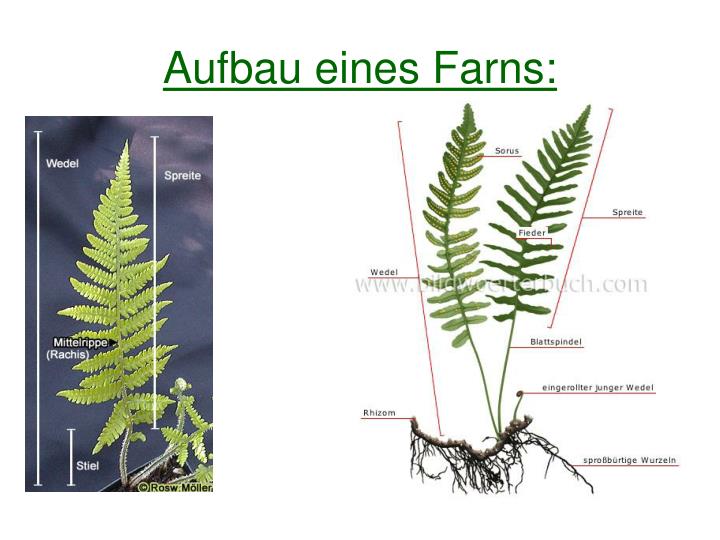 PPT Die Farne des Waldes PowerPoint Presentation ID3895284