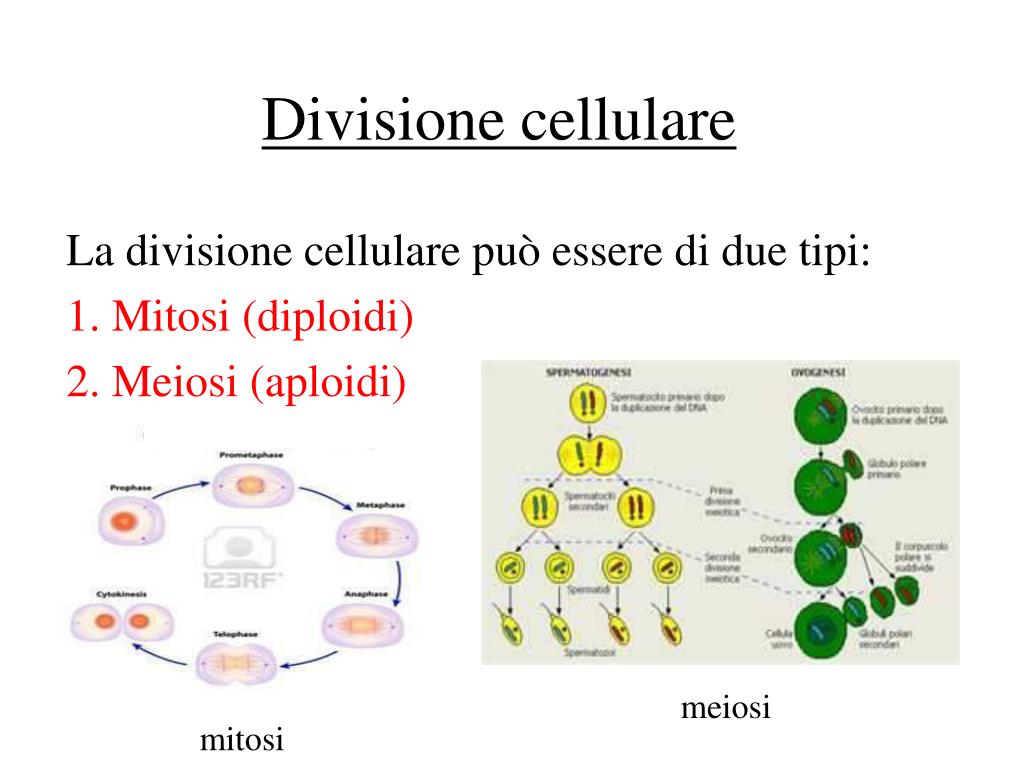 Divisione Di Una Cellula Madre In Due Cellule Figlie PPT - Ciclo Cellulare PowerPoint Presentation, free download - ID:3895371