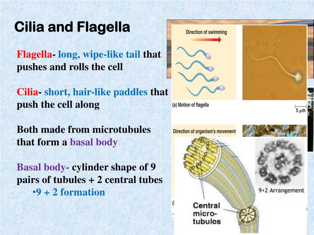 PPT - Section 1 Cell Structures and Ultrastructures PowerPoint ...