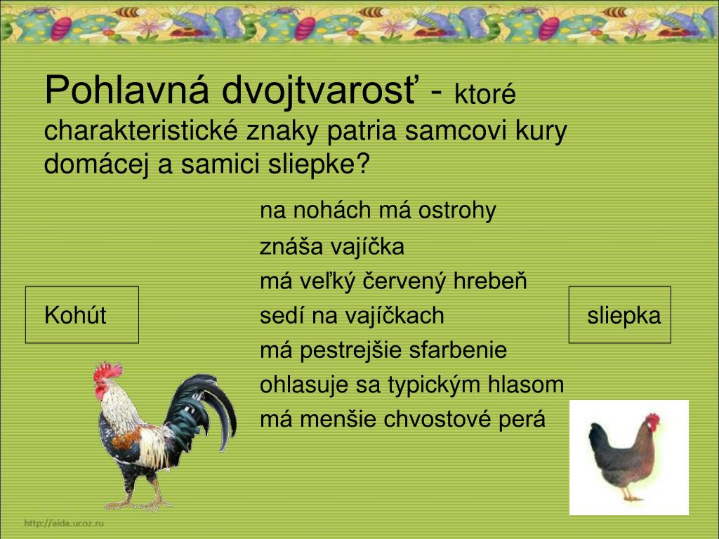 veľký tuk kohút
