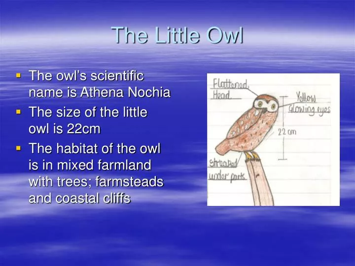 the little owl n.