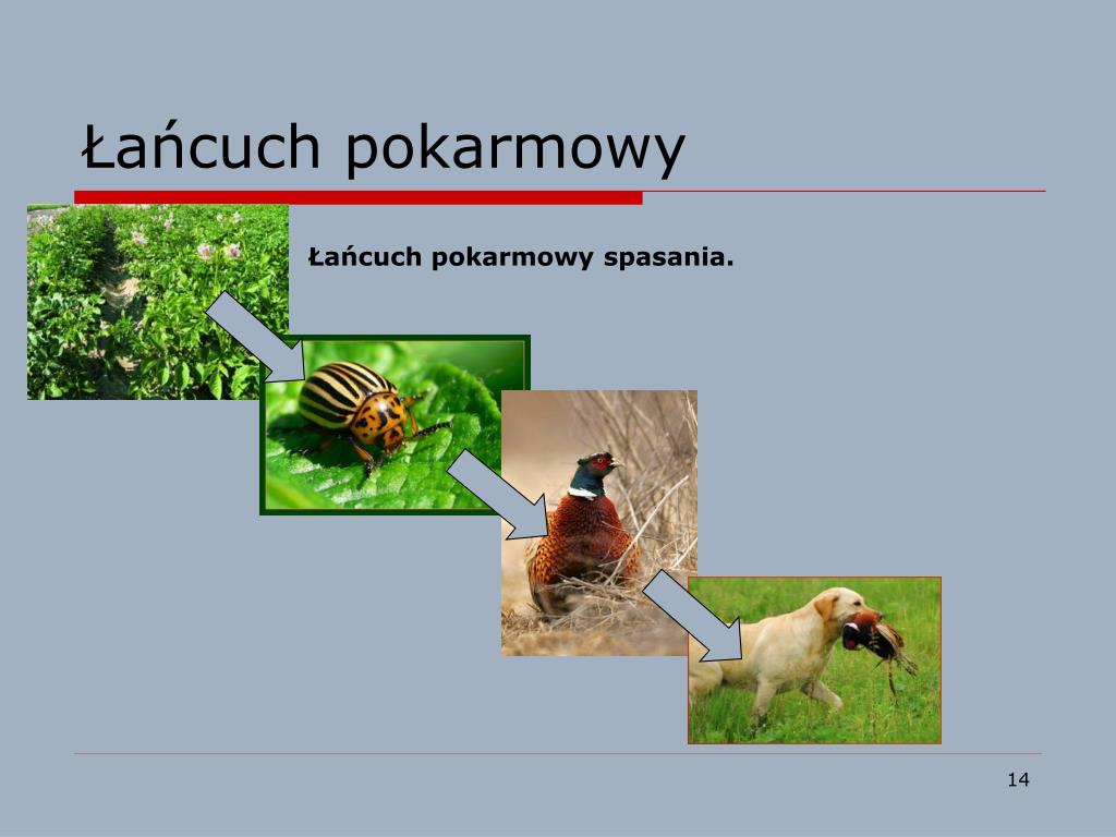 Przeanalizuj Poniższy łańcuch Pokarmowy PPT - Jak funkcjonuje biocenoza? PowerPoint Presentation, free download