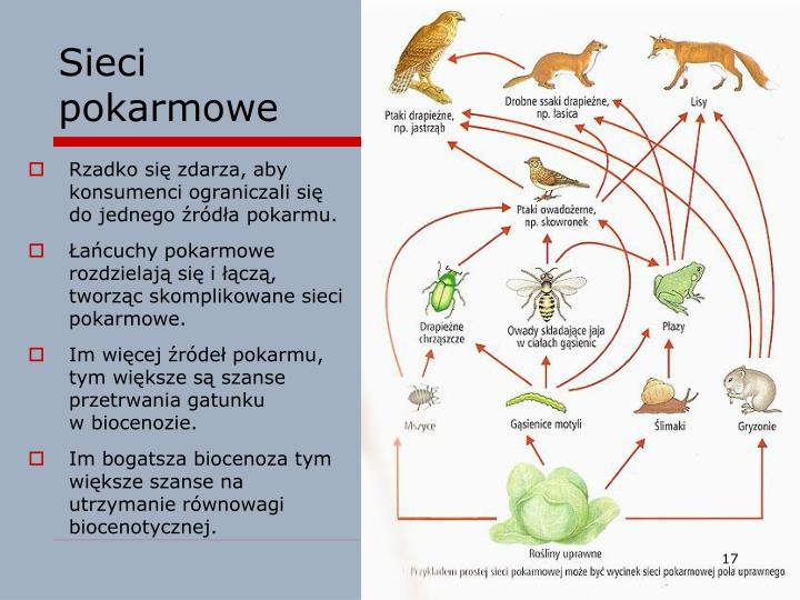 PPT - Jak funkcjonuje biocenoza? PowerPoint Presentation - ID:3900830