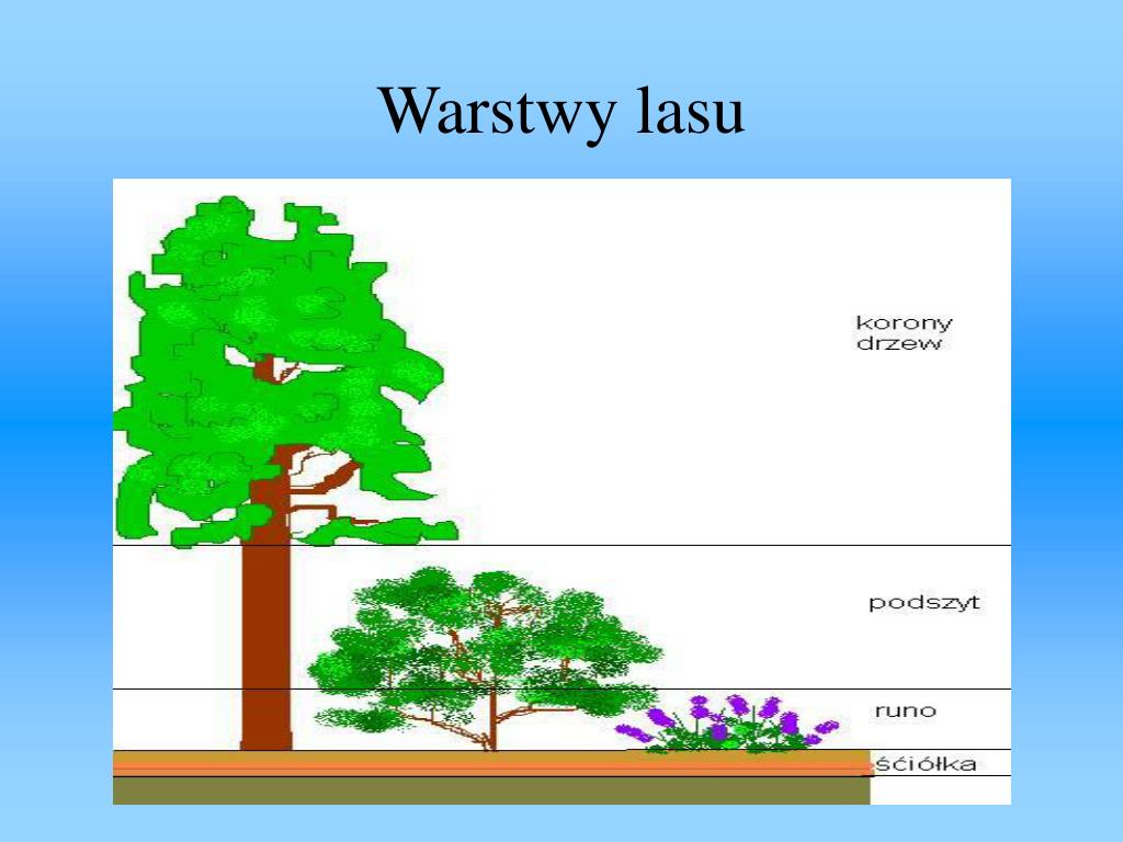 Warstwy Lasu Sprawdzian Klasa 4 PPT - Warstwy lasu PowerPoint Presentation, free download - ID:3903006