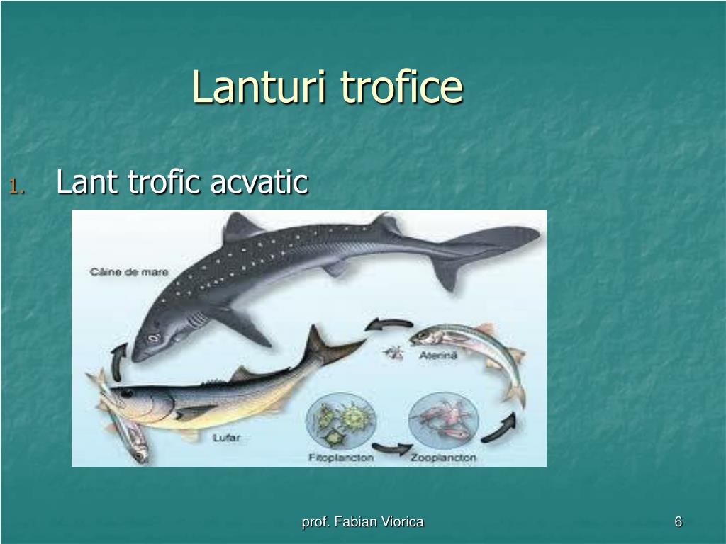 PPT - Relatii trofice in ecosisteme PowerPoint Presentation, free download  - ID:3903626