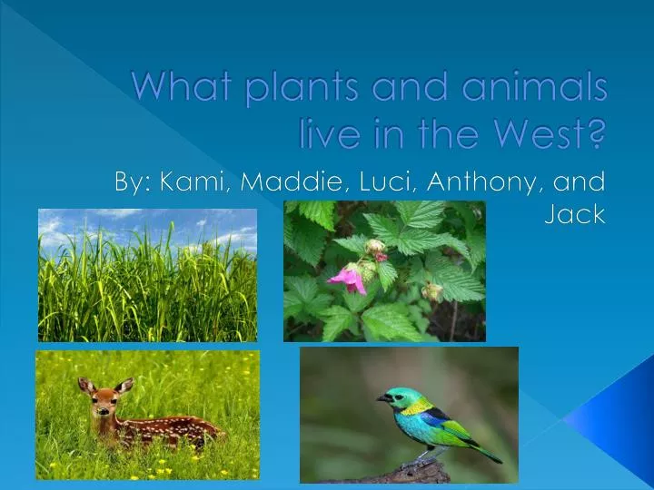 PPT - What plants and animals live in the West? PowerPoint Presentation - ID:3904254 PPT - What plants and animals live in the West? PowerPoint Presentation - ID:3904254