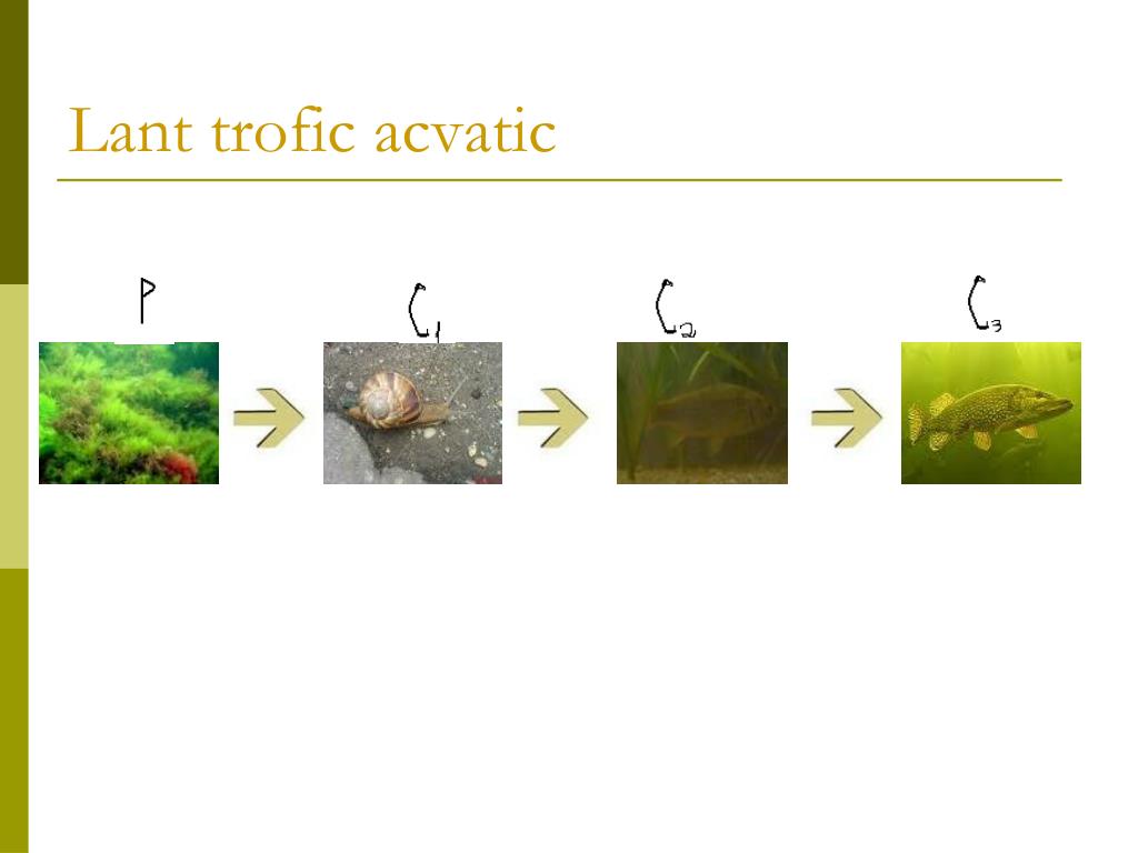 swim livestock Sweeten PPT - Relatii trofice in ecosistem e PowerPoint Presentation, free download - ID:3904267 swim livestock Sweeten PPT - Relatii trofice in ecosistem e PowerPoint Presentation, free download - ID:3904267