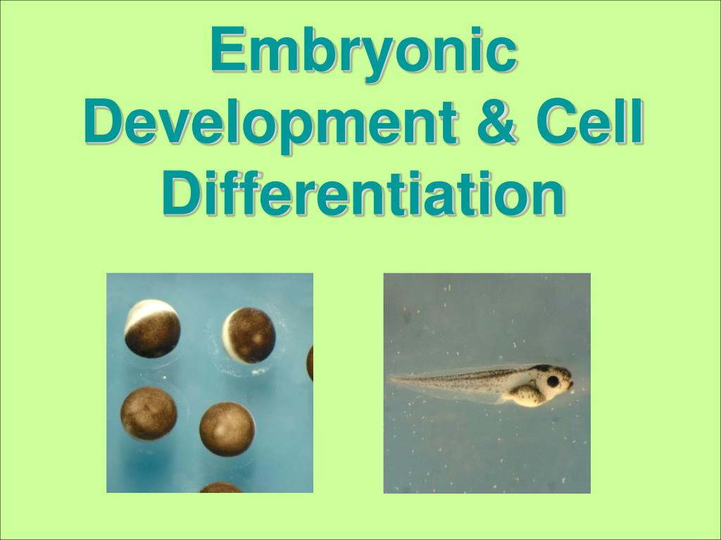 PPT - Embryonic Development & Cell Differentiation PowerPoint Presentation  - ID:3904964
