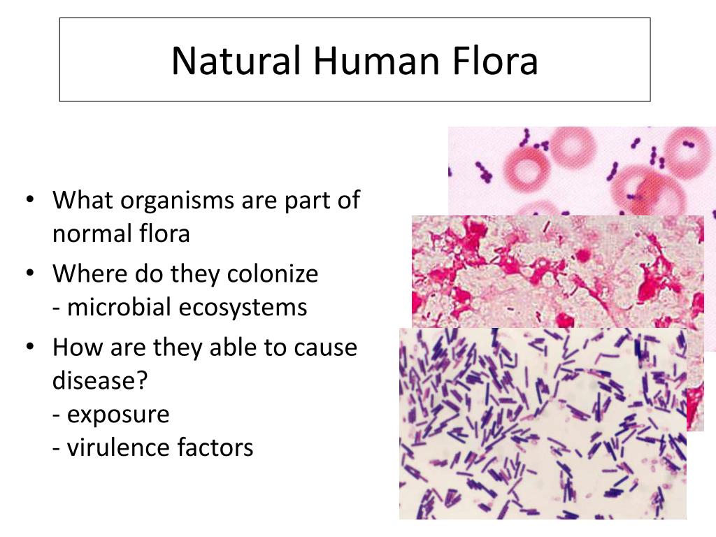 PPT - The Normal Microbiota PowerPoint Presentation, free download - ID