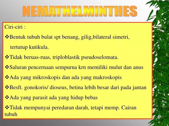 Klassifikasi nemathelminthes ppt - Nemathelminthes ppt