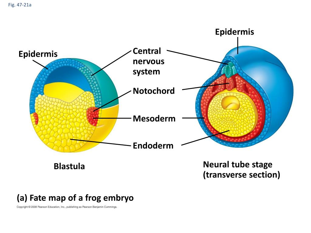 PPT - Developmental Biology PowerPoint Presentation, free download - ID ...