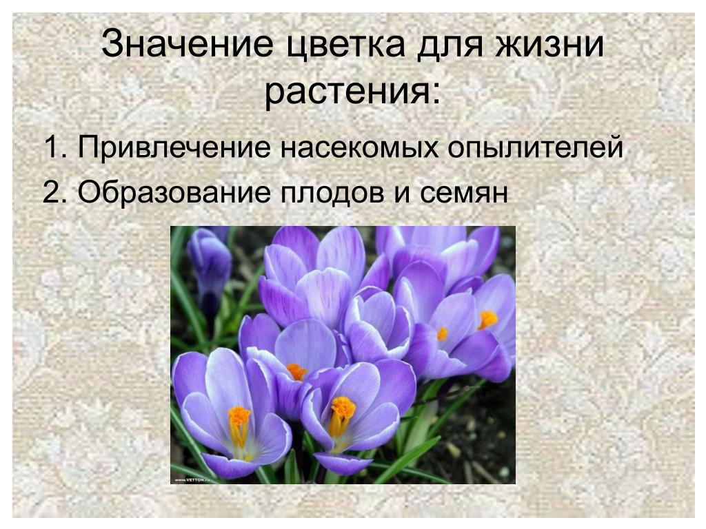 В цвету значение. Значение цветка. Значение цветка для растения. Роль цветка в жизни растения. Цветы означающие.