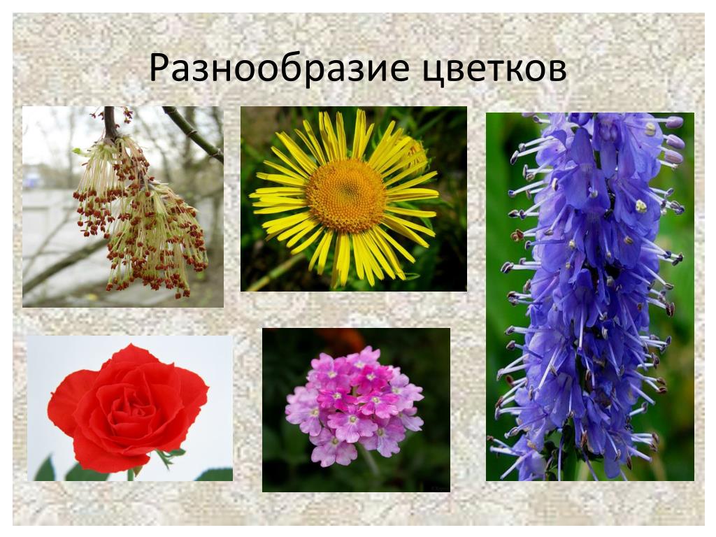 Многообразие цветковых. Цветы разнообразие. Разнообразное растения цветы. Многообразие цветов. Разнообразие цветущих растений.