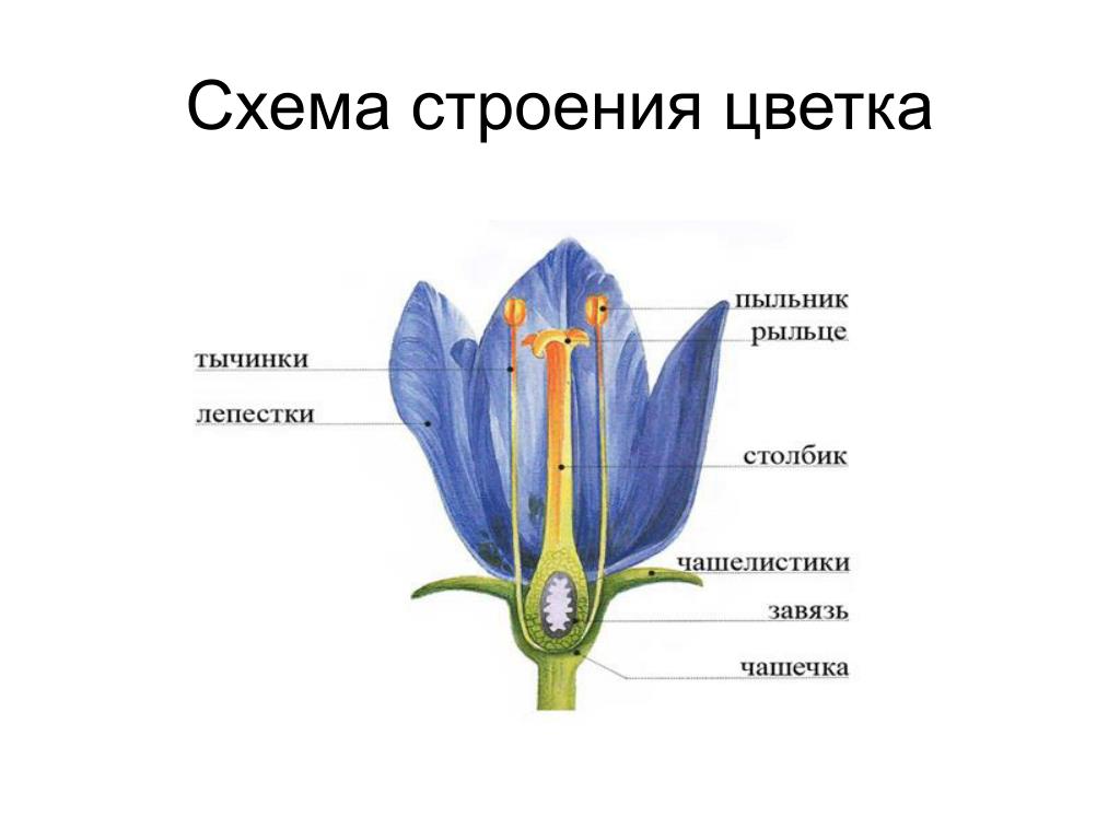 На рисунке подпишите названия частей цветка биология 5 класс