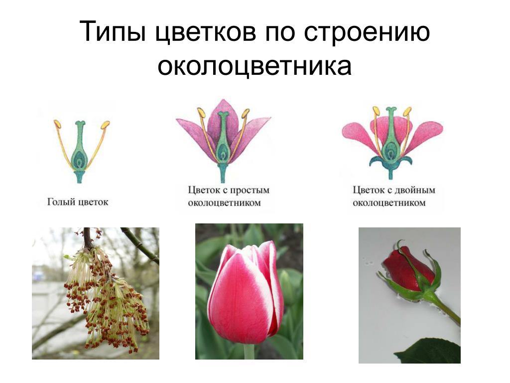 Какой околоцветник у растений