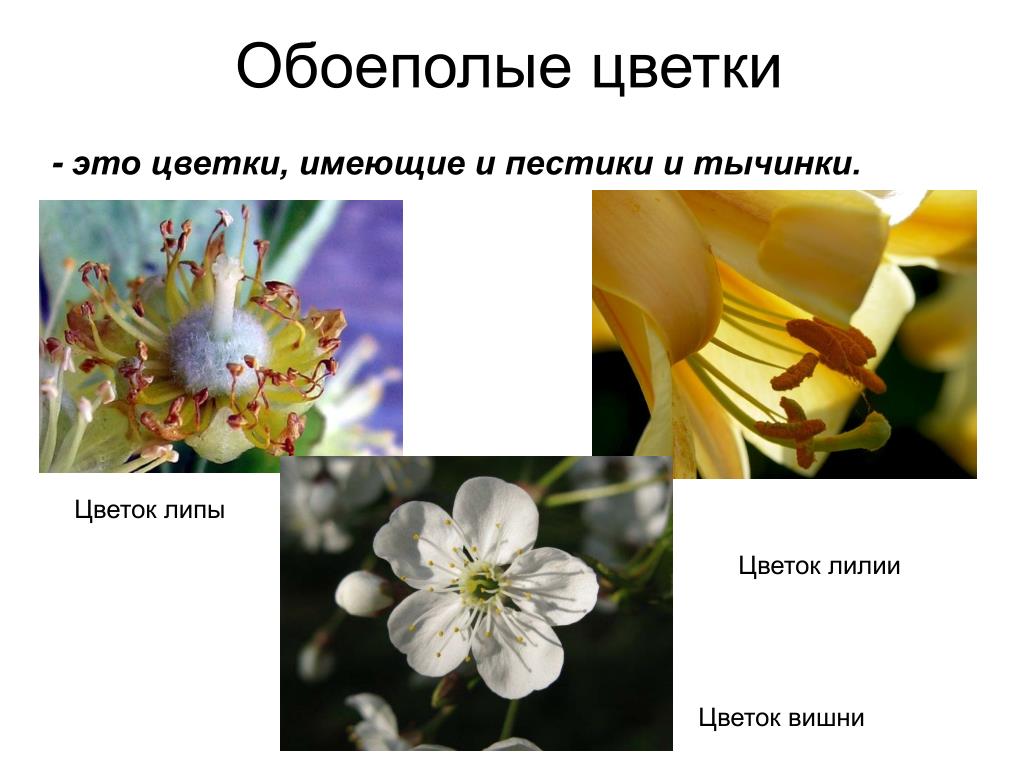 Обоеполым цветком называют. Однополые и обоеполые цветки. Растения с обоеполыми цветками. Обоеполые и раздельнополые цветки. Цветки обоеполые раздельнополые пестичные тычиночные.