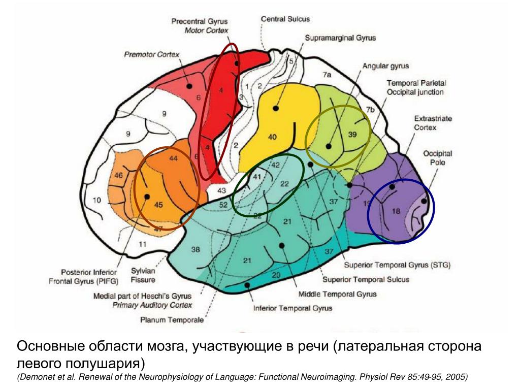 5 зон мозга. Области мозга. Центры головного мозга. Речевой центр в головном мозге. Зоны отвечающие за речь.