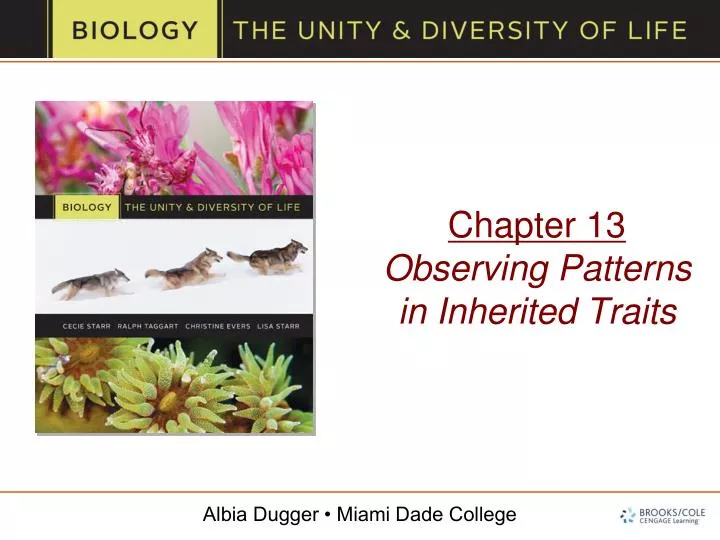 PPT Chapter 13 Observing Patterns in Inherited Traits PowerPoint