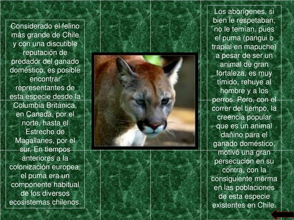 PPT - El puma chileno PowerPoint Presentation - ID:3909725
