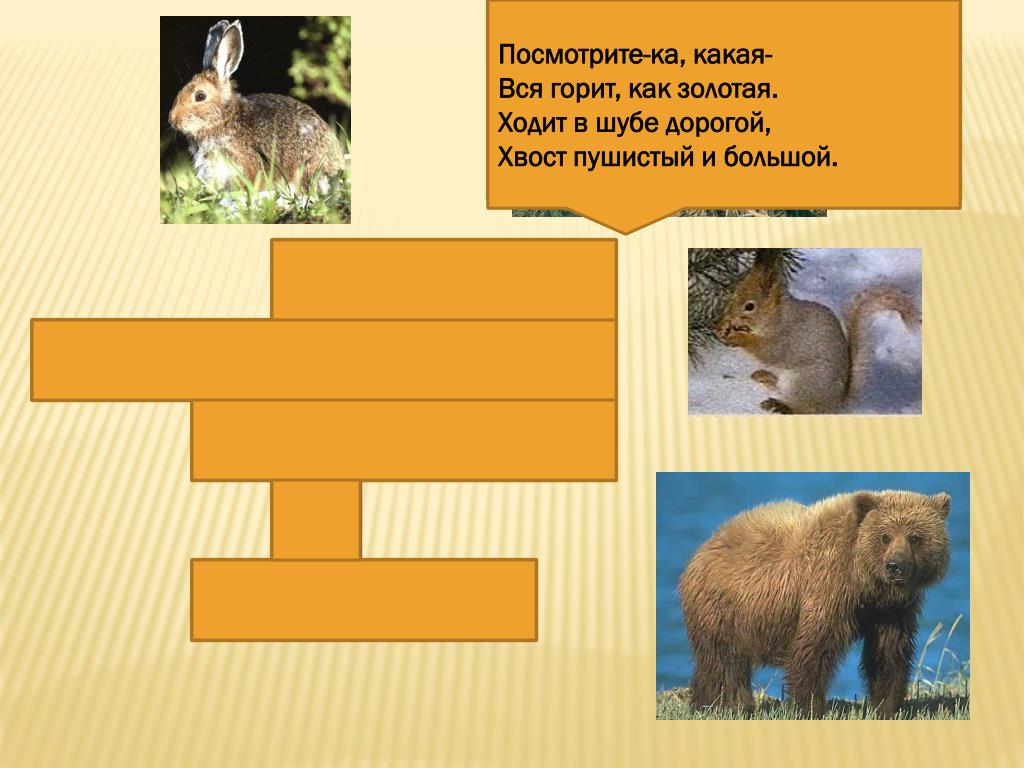 Кто тяжелее мишка или Белочка. Выдели признак объединения животных в группу медведь белка. Страница для презентации с медведем и белкой.