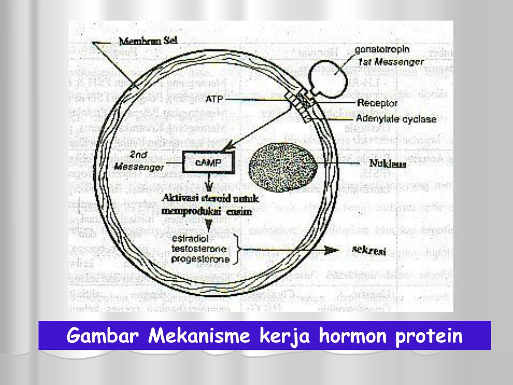 PPT DIFINISI HORMON SEJARAH HORMON KLASIFIKASI HORMON