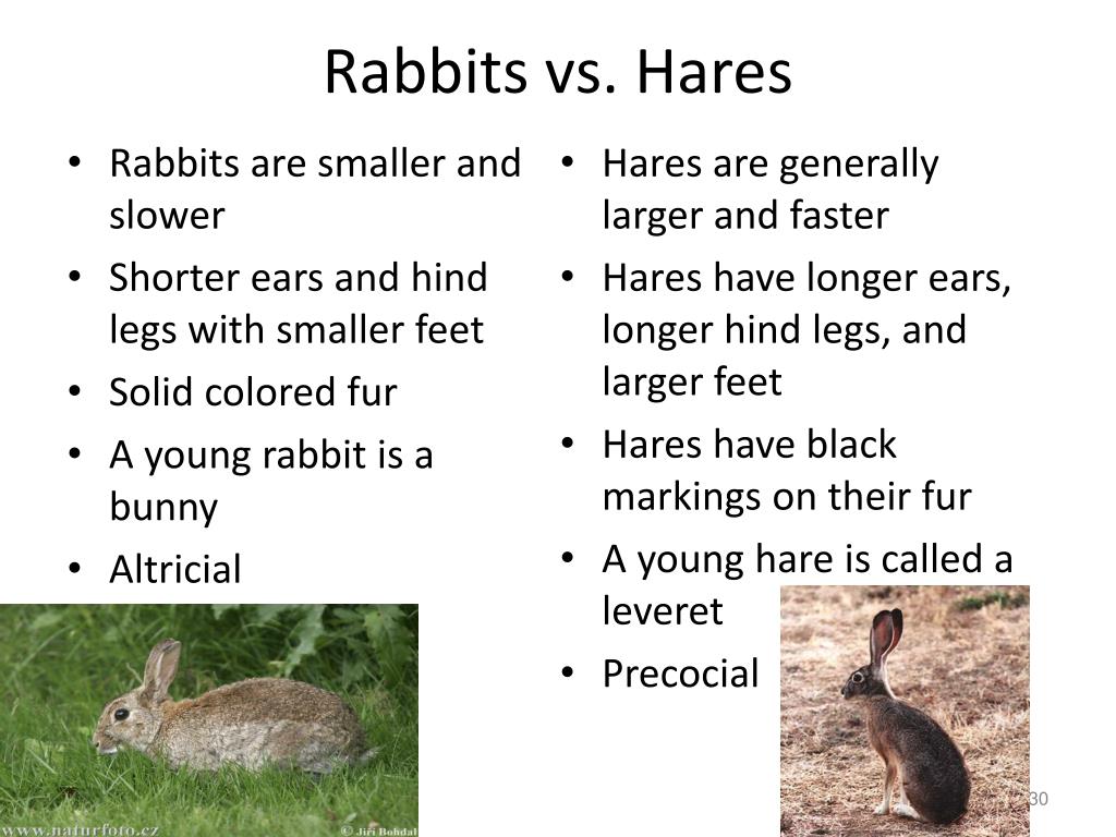 Fast hare перевод