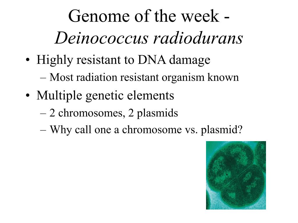 Deinococcus radiodurans - an overview