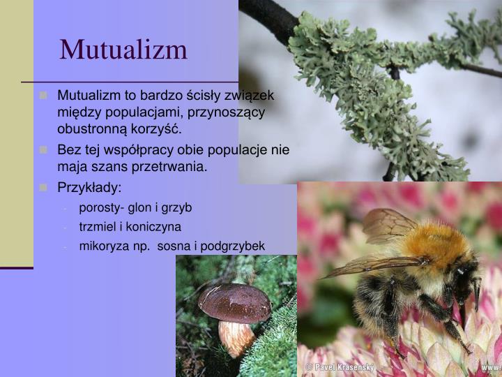 Zależności Pokarmowe Między Organizmami Można Przedstawić W Postaci PPT - Zależności między organizmami w biocenozie PowerPoint