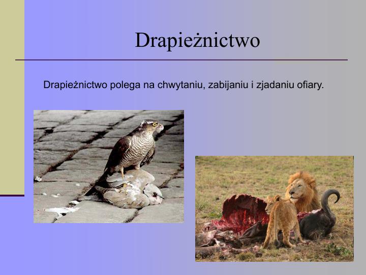 Zależności Pokarmowe Między Organizmami Można Przedstawić W Postaci PPT - Zależności między organizmami w biocenozie PowerPoint
