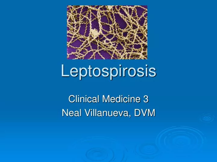 leptospirosis n.