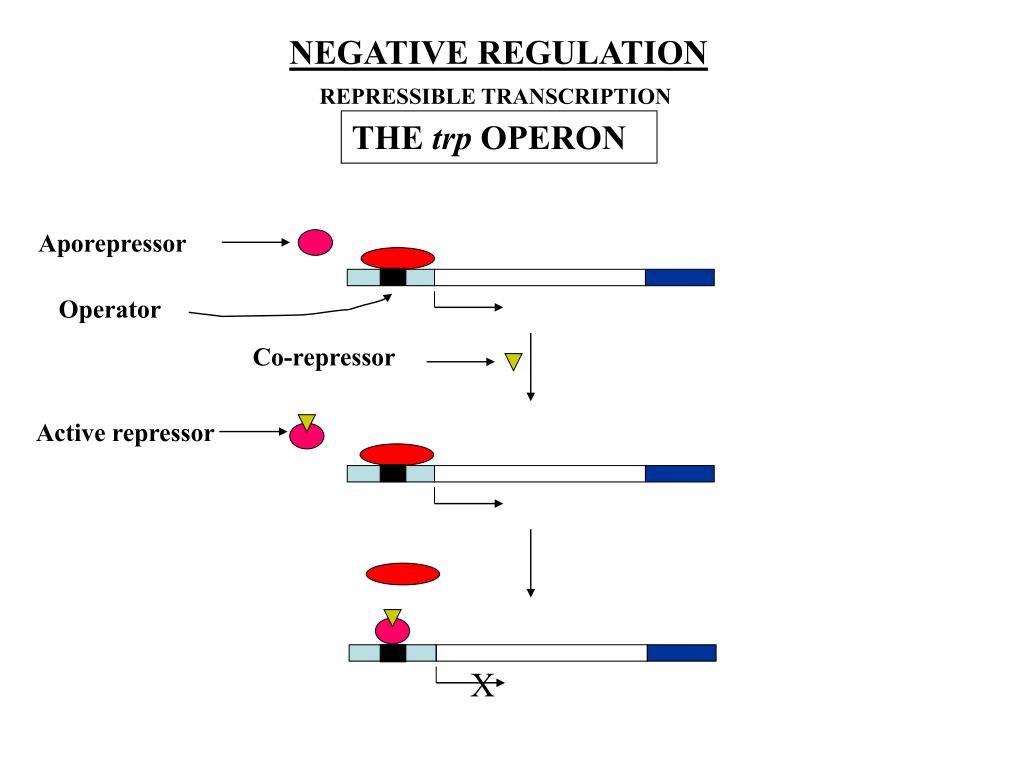 operator dna initiater operator dna initiater