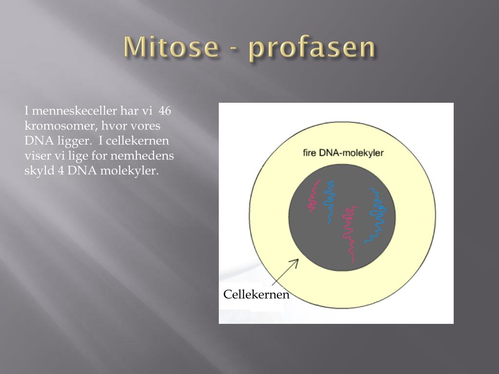 PPT - Mitose PowerPoint Presentation, free download - ID:3918883