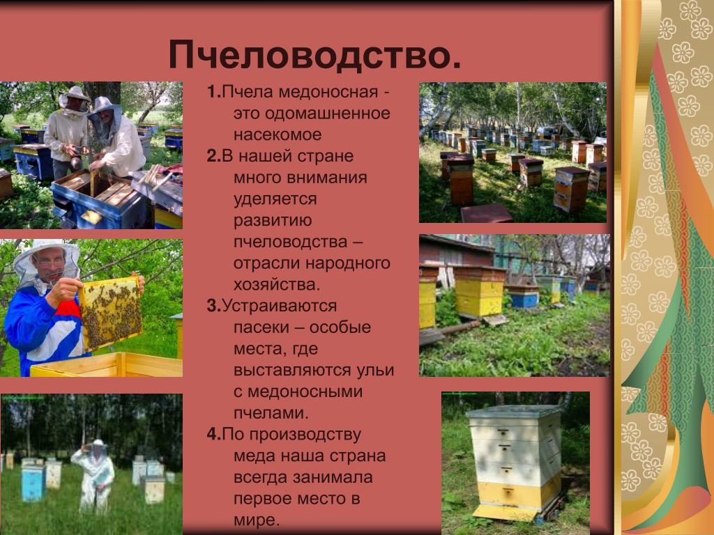 Пчеловодство ленинградской области проект по окружающему миру