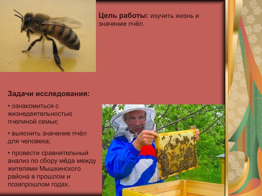 Пчелы в жизни человека. Пчела для презентации. Тема пчел для презентации. Проект про пчел. Цель проекта Пчеловодство.