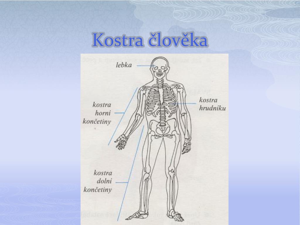 PPT - Kostra člověka PowerPoint Presentation, free download - ID:3919316