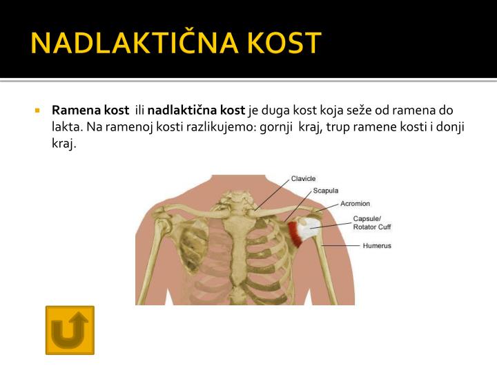 PPT - Kosti BIOLOGIJA 8 PowerPoint Presentation - ID:3919862