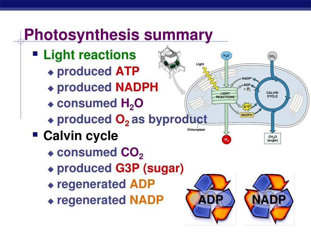 Describe How Atp Is Produced In The Light Reactions.
